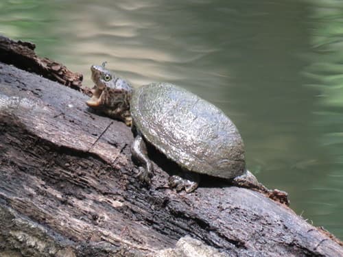 Sternotherus minor