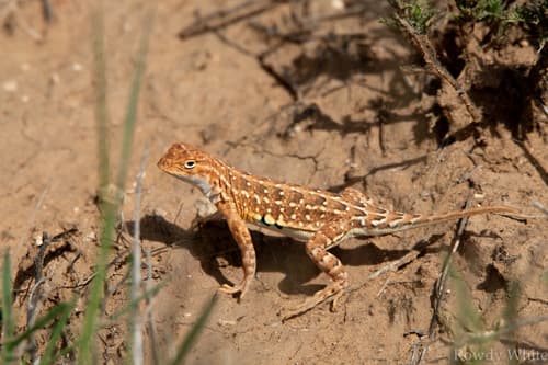 Holbrookia maculata