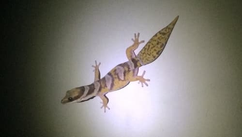 Oeudura castelnaui