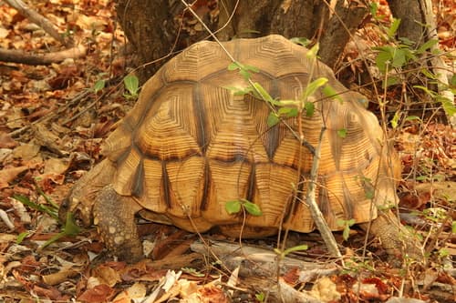 Astrochelys yniphora