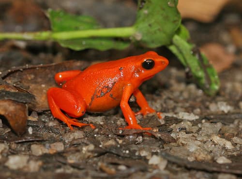 Mantella aurantiaca