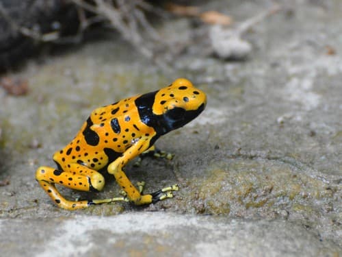 Dendrobates leucomelas