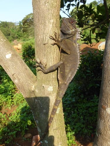 Acanthosaura capra