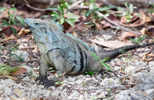 Cyclura nubila lewisi