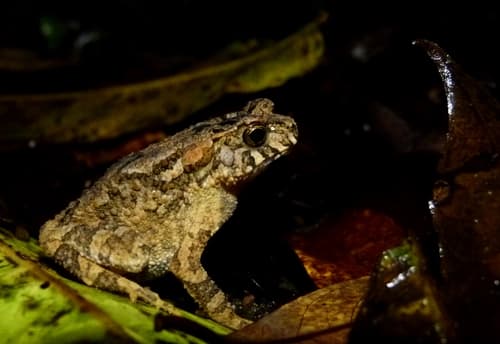 Bufo galeatus