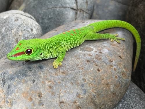 Phelsuma madagascariensis grandis