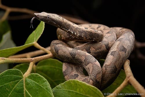 Candoia carinata