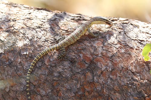 Varanus glauerti