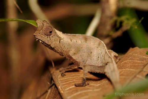 Brookesia superciliaris