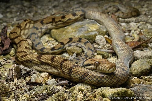 Morelia amethistina