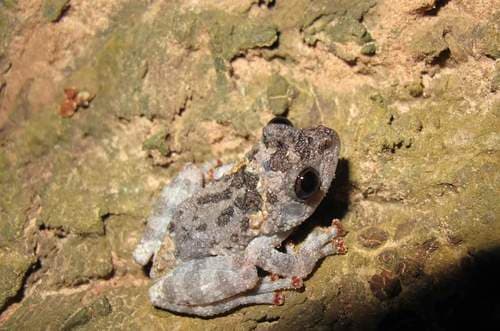 Theloderma stellatum