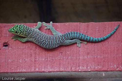 Phelsuma standingi