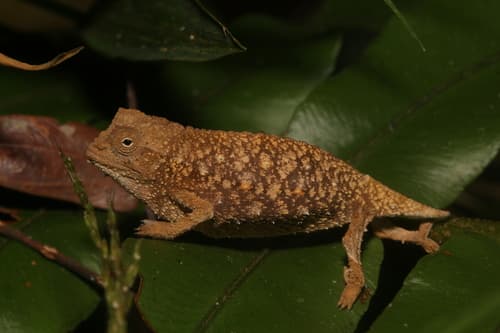 Rieppeleon brevicaudatus