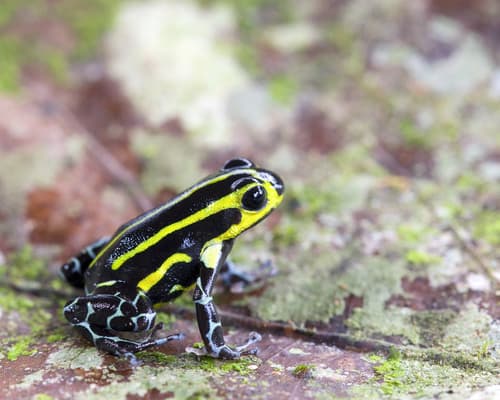 Ranitomeya lamasi