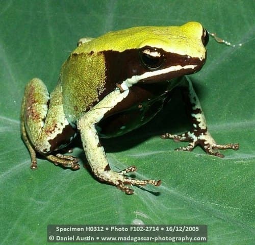 Mantella viridis