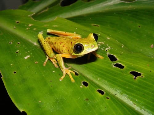Agalychnis lemur