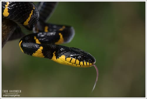 Boiga dendrophila melanota