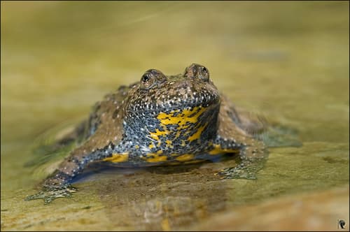 Bombina variegata