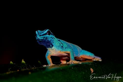 Lygodactylus williamsi