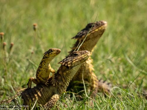 Smaug (Cordylus) giganteus