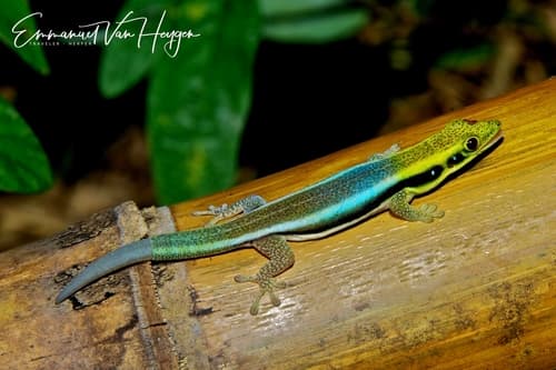 Phelsuma klemmeri