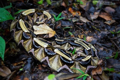 Bitis gabonica