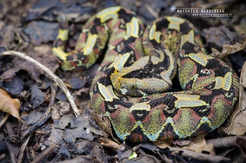 Bitis nasicornis