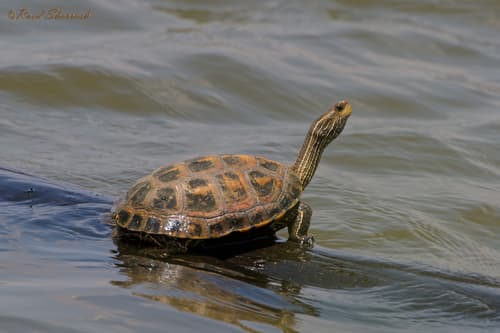 Mauremys rivulata