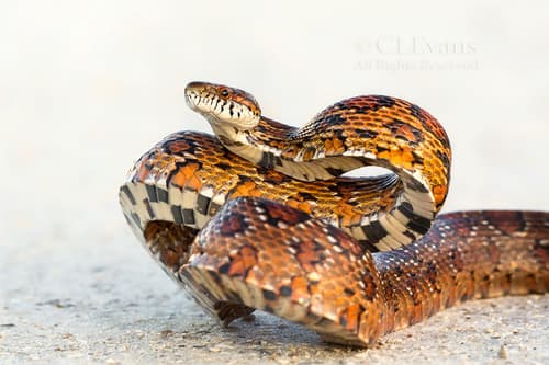 Pantherophis guttatus guttatus