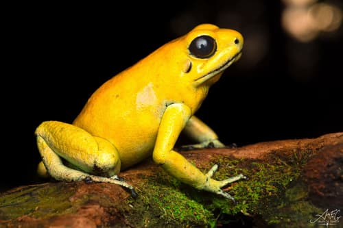 Phyllobates terribilis