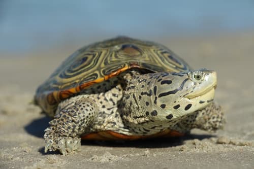 Malaclemys terrapin