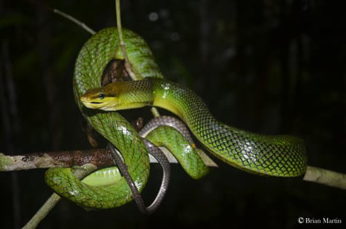 Gonyosoma oxycephalum