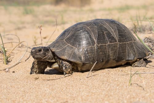 Testudo marginata