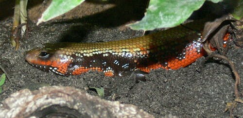 Lepidothyris (Riopa) fernandi