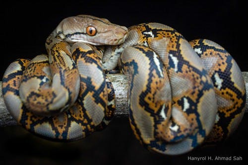 Python (Broghammerus) reticulatus